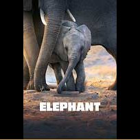 Слон 2020 Elephant (2020)